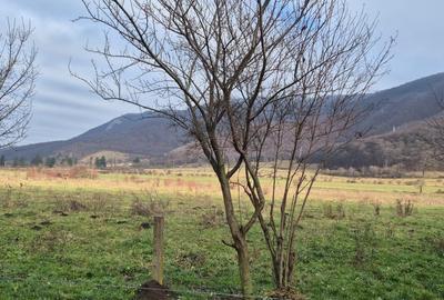 Teren intravilan de 5200 mp, în Cristian - 2