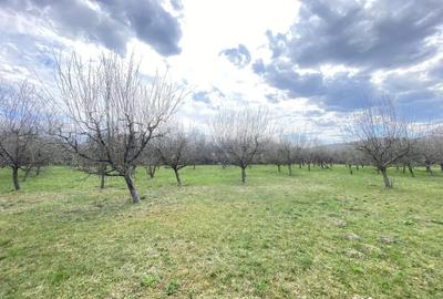 Teren de 7000 mp, în Berevoești - 2