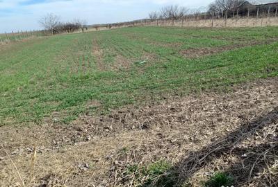 Teren de 5000 mp, în Rubla - 3