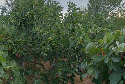 Casa batraneasca Greci 9000E - 3