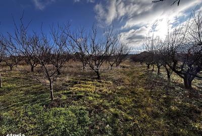 Spațiu comercial, în Central