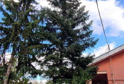 Teren de 1800 mp, în Central - 6