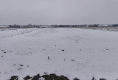 Teren de 6000 mp, în Horodnic - 1