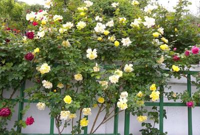 Vila de vanzare in orasul Valenii de Munte ,PH - 10