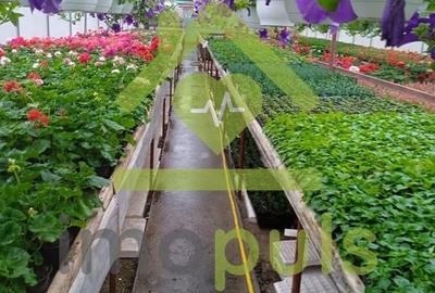 🗺️ Teren intravilan in Jupani (Timis), 10,19 Euro/mp.✨ - 10