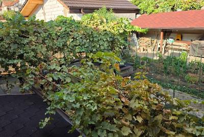 Casă Central Orsova, cu vedere la Dunăre - 4