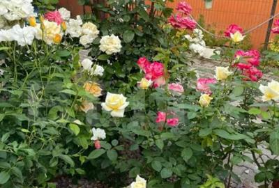 Casa de vanzare, 175 mp, teren 6 ari, zona Unirii - 1