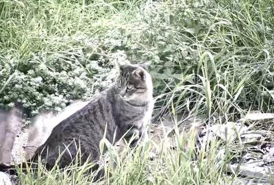 Casă cu 3 camere cu Teren 40000 Mp în Recea-Cristur - 9