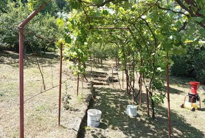 Casă cu Teren 1803 Mp în Anina - 3