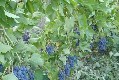 Casa batraneasca cu teren Romanesti, Iasi - 3