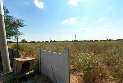 Teren 80.084 mp Otopeni - Intrarea Mesteacanului - 5