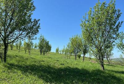 Teren de 19500 mp, în Aluniș - 5