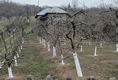 Casă cu Teren 2800 Mp în Boțești - 4