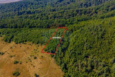 Teren 6,000mp Crizbav / Strada principala - 3