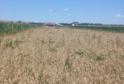 Teren de 10000 mp, în Măneuți - 2