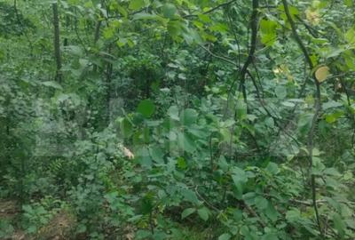 Teren de 5857 mp, în Horodnic - 4