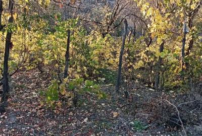 Casă cu 3 camere în Breaza - 6