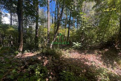 Teren zona Nord/ 6000 mp - 2