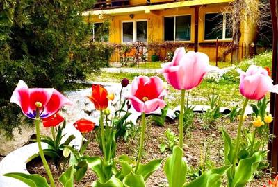 Teren pentru investitii 11.000 mp - 25