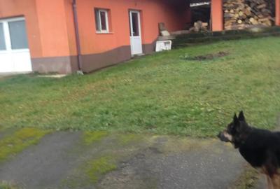 Casă cu 3 camere cu Teren 4000 Mp în Hunedoara - 2