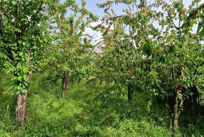 Teren agricol extravilan de 5000 mp, în Șura Mare - 14
