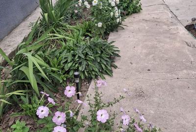 Casă cu 3 camere cu Teren 2155 Mp în Traian - 3