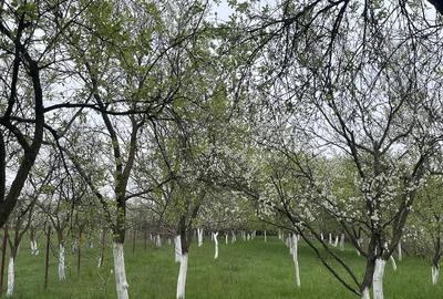 Casă cu 2 camere cu Teren 2056 Mp în Buzești - 8