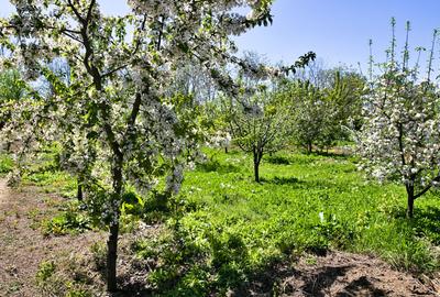 Casă individuală cu 4 camere cu Teren 1769 Mp în Săvești - 5