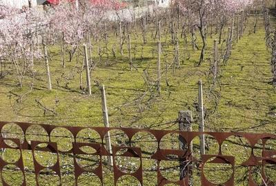 Teren de 1552 mp, în Dubova