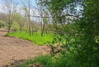 Casă cu 4 camere cu Teren 3850 Mp în Olanu - 2