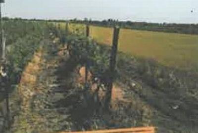 Teren extravilan Pietroasele, ID: R2586802 - 6