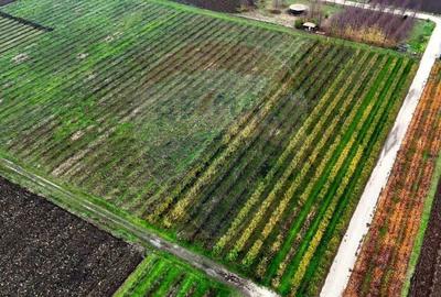 Proprietate specială, de 430,000 mp, în Adunații-Copăceni - 14