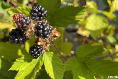 Teren Extravilan in mijlocul naturii. - 17