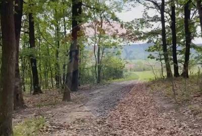 Fost Conac cu padure si teren 54h - 7