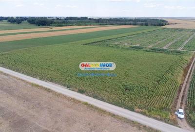 Teren agricol extravilan 2.6 ha - 26.000 mp - Valcelele, Buzau - 12