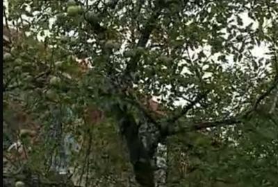 Tere de vanzare intravilan, Tomsani, Valcea. - 4