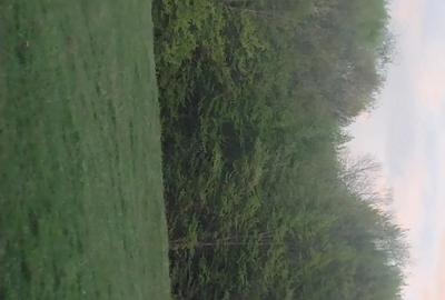 Casă cu Teren 11196 Mp în Central - 4