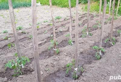 Casă în Orevița Mare - 6