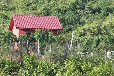 Teren de 1600 mp, în Potoceni - 6