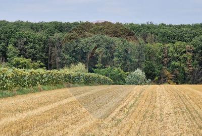 DE VANZARE Teren agricol 4500mp Moara Vlasiei - 3