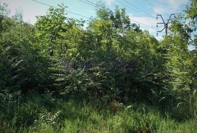 Teren Construcții intravilan de 1500 mp, în Lazu - 4