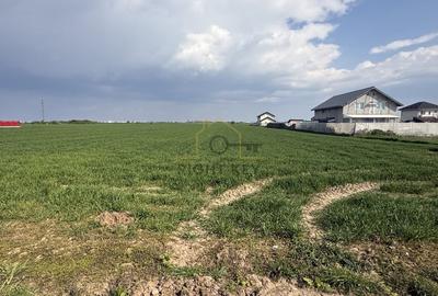 Teren Construcții intravilan de 15000 mp, în Dragomirești-Vale - 2