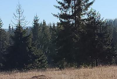 Teren de 2000 mp, în Exterior Vest - 4