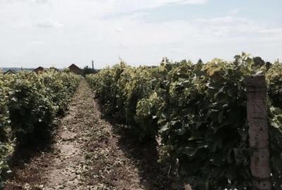 Teren de 53000 mp, în Central - 4