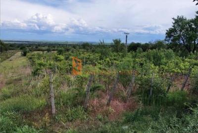 Teren Construcții intravilan de 6600 mp, în Pietroasele