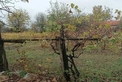 Casă cu 3 camere cu Teren 2493 Mp în Pădina - 7