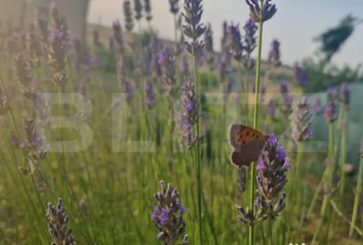 Teren de 951 mp, în Central