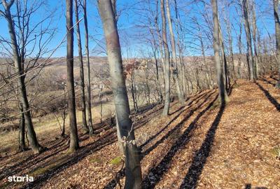 Teren de 4985 mp, în Sascut - 3