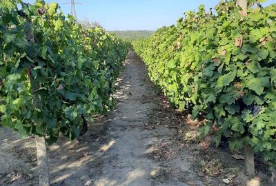 Casă cu 3 camere în Dumbrăveni - 6