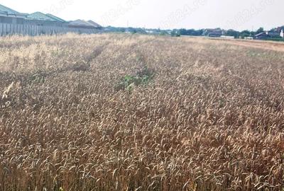 Vanzare Teren Rezidential 5000MP Magurele - 4